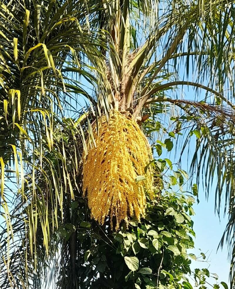 Syagrus romanzoffiana flower