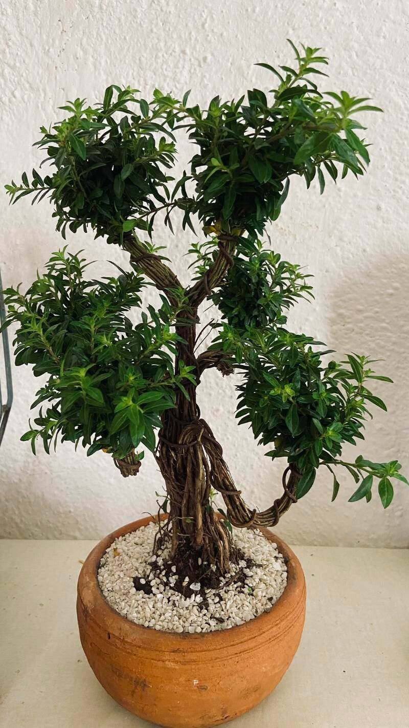 Cuphea parsonsia — search result for 'Cuphea'