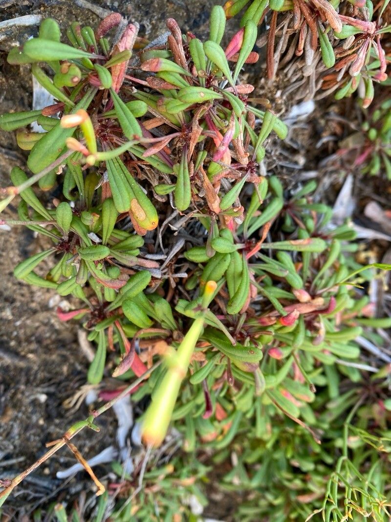 Limonium pontium — houseplant care guide