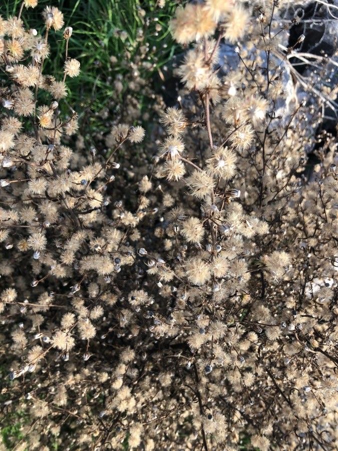 Dittrichia graveolens fruit