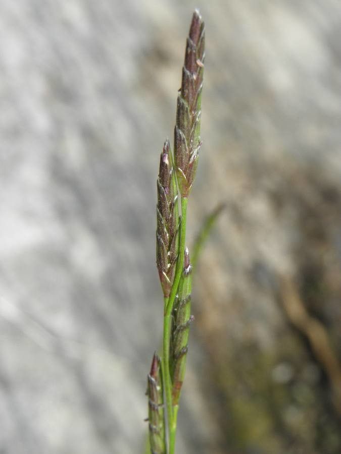 Glyceria declinata flower