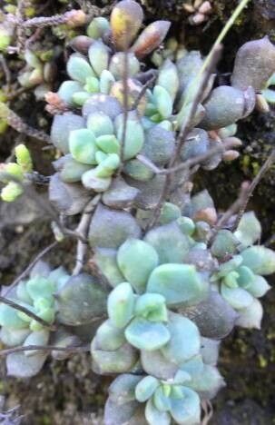 Echeveria gracilis — houseplant care guide