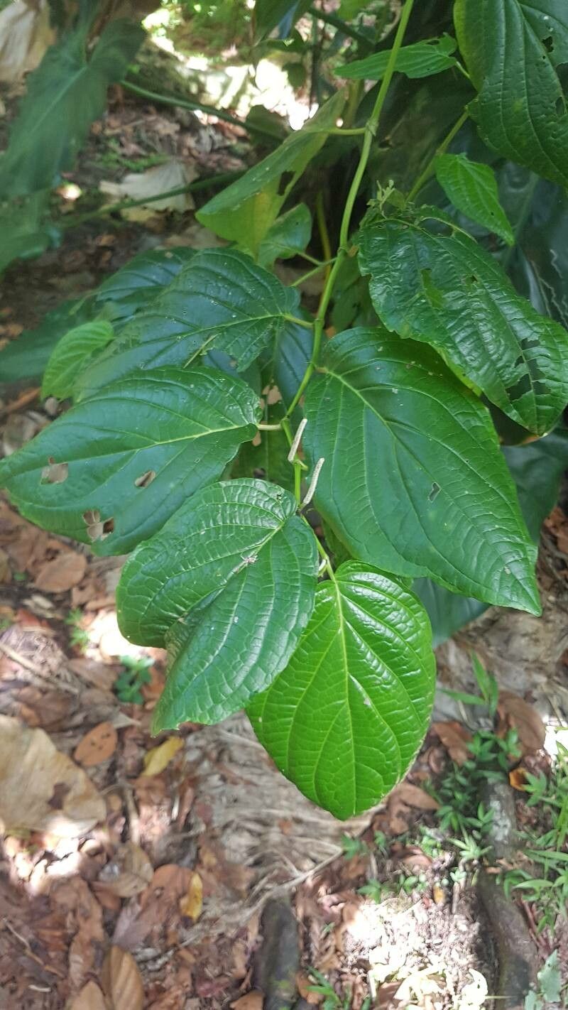 Piper dussii — houseplant care guide