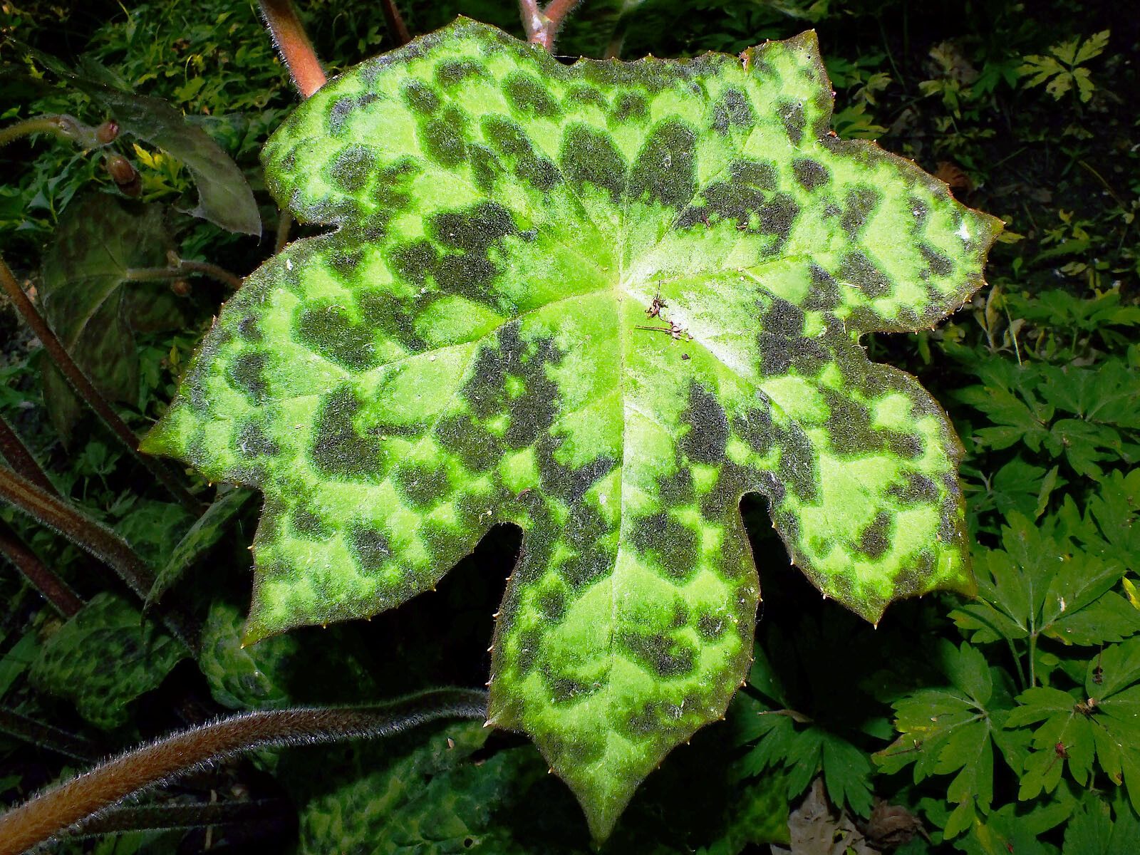 Podophyllum difforme — search result for 'Podophyllum'