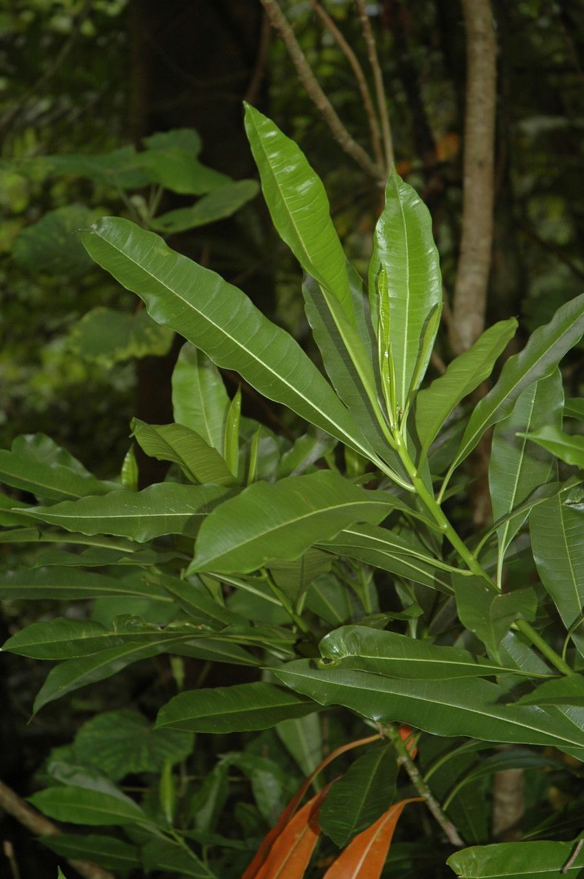 Pisonia brunoniana — search result for 'Nyctaginaceae'
