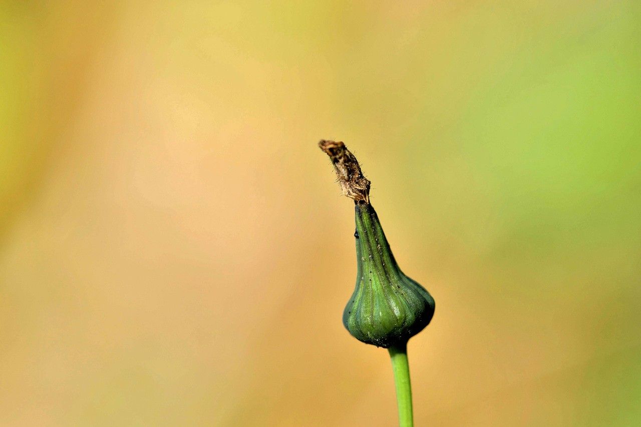 Hieracium rhomboidale flower