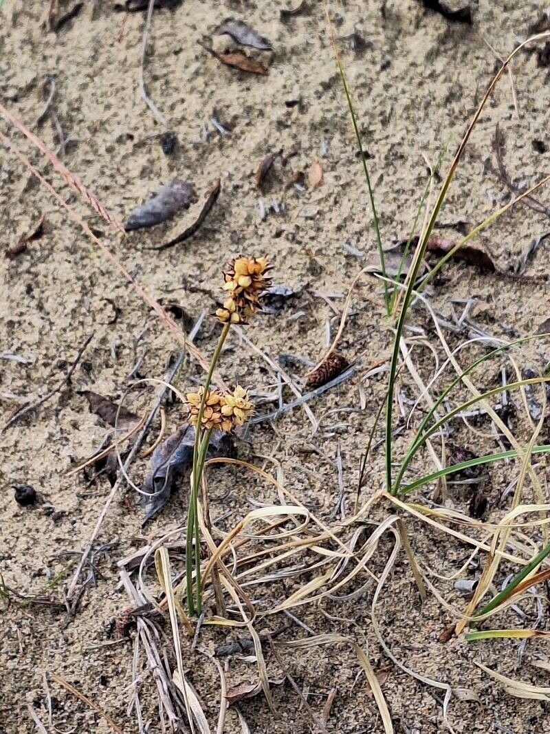 Carex sabulosa — houseplant care guide