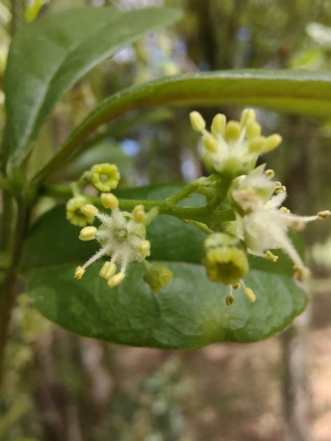 Pimenta dioica flower