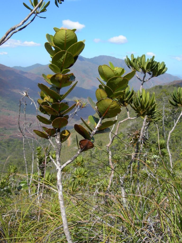 Pancheria robusta habit