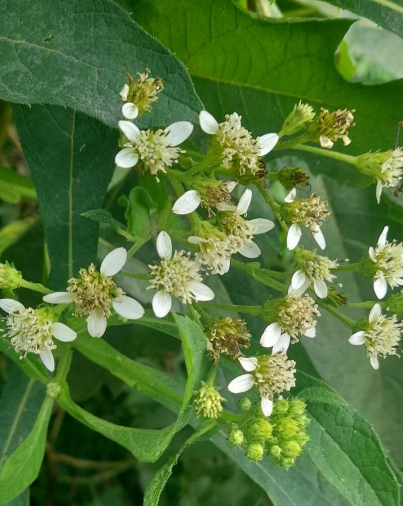 Verbesina macrophylla flower