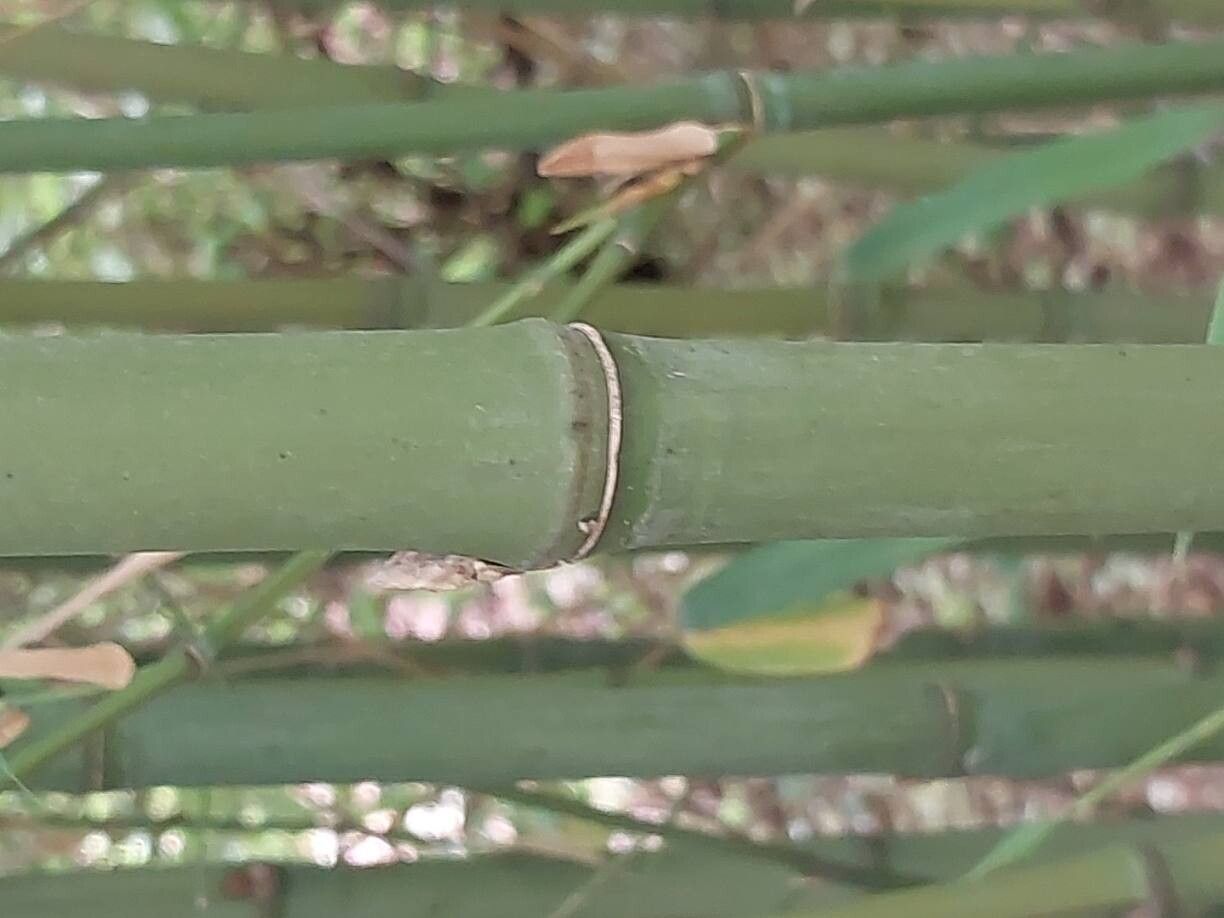 Phyllostachys angusta bark