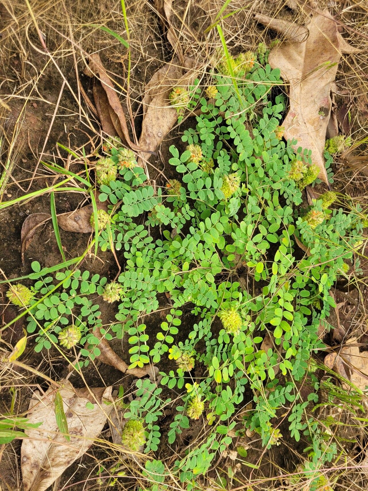 Indigofera bracteolata habit