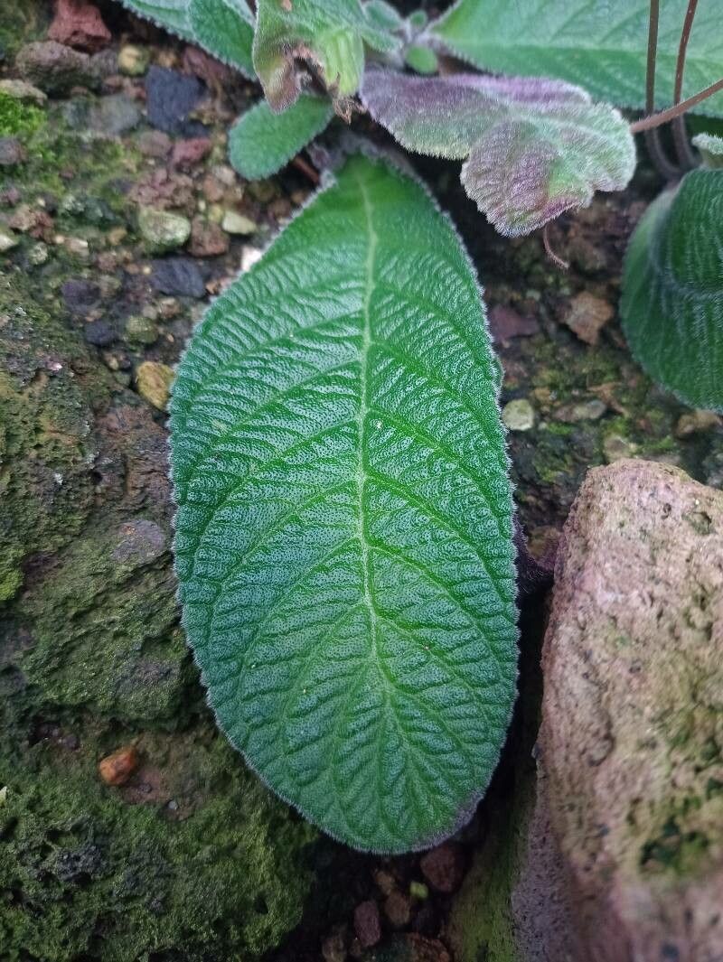 Streptocarpus cyaneus — search result for 'Streptocarpus'
