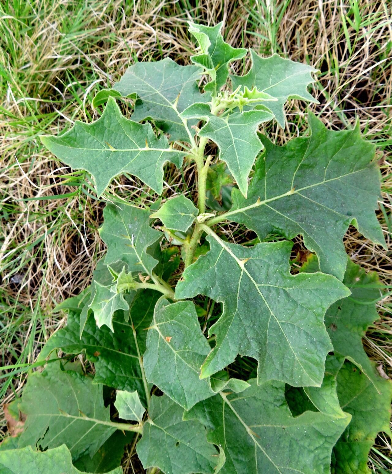 Solanum rigidum — houseplant care guide