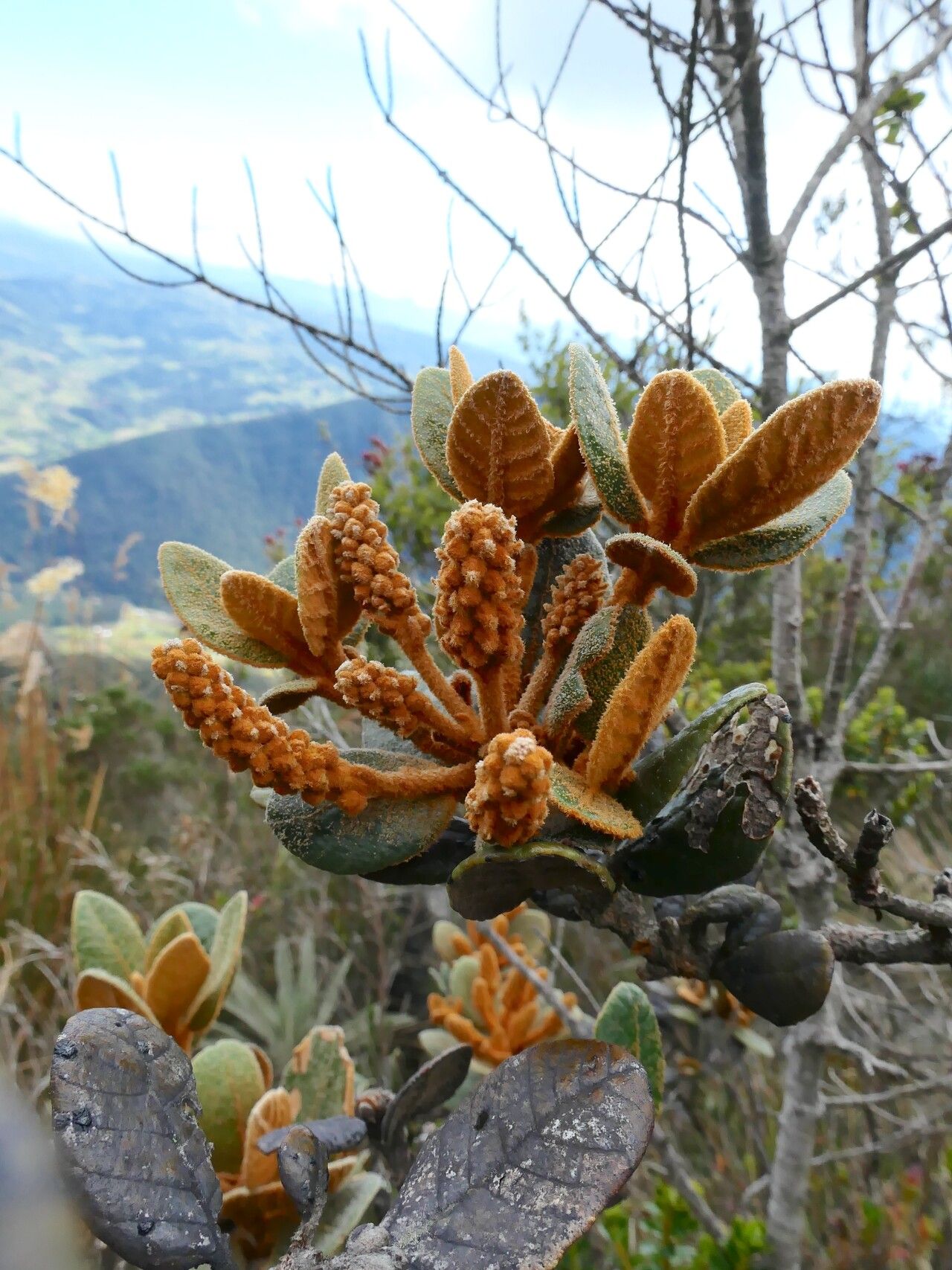 Clethra fimbriata flower