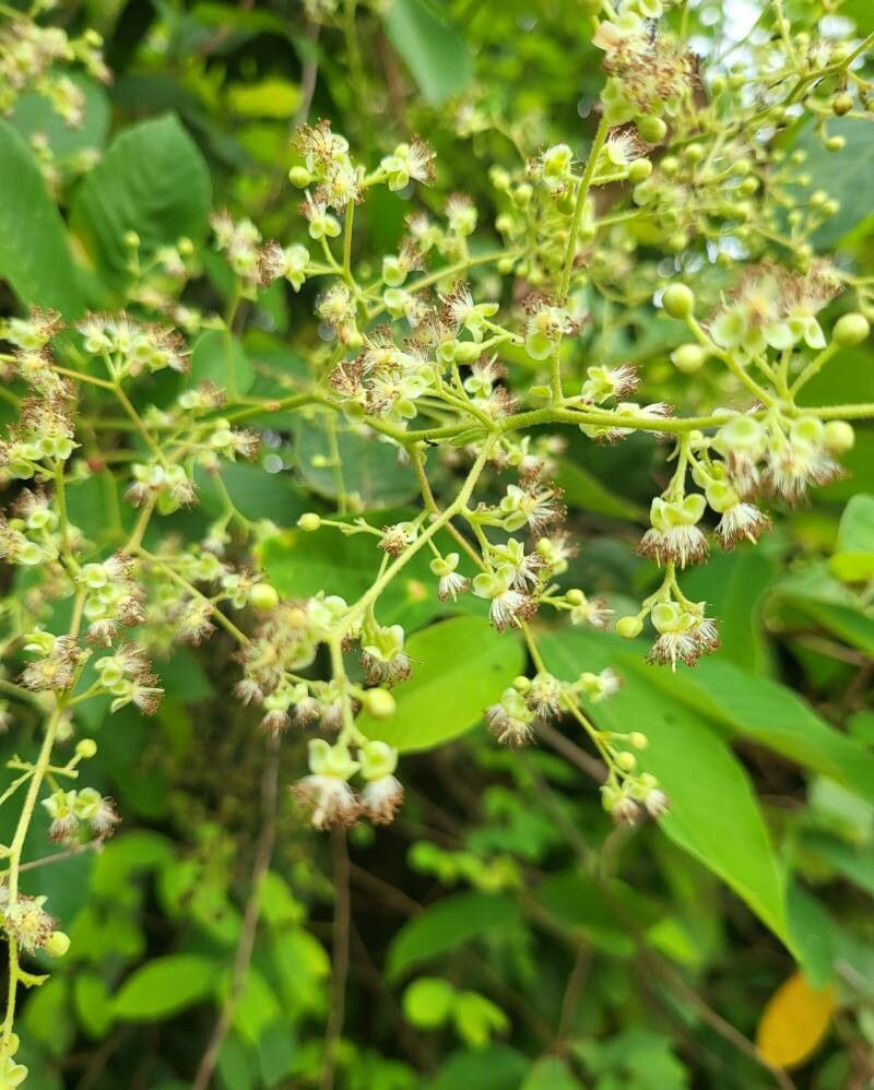 Tetracera scandens flower