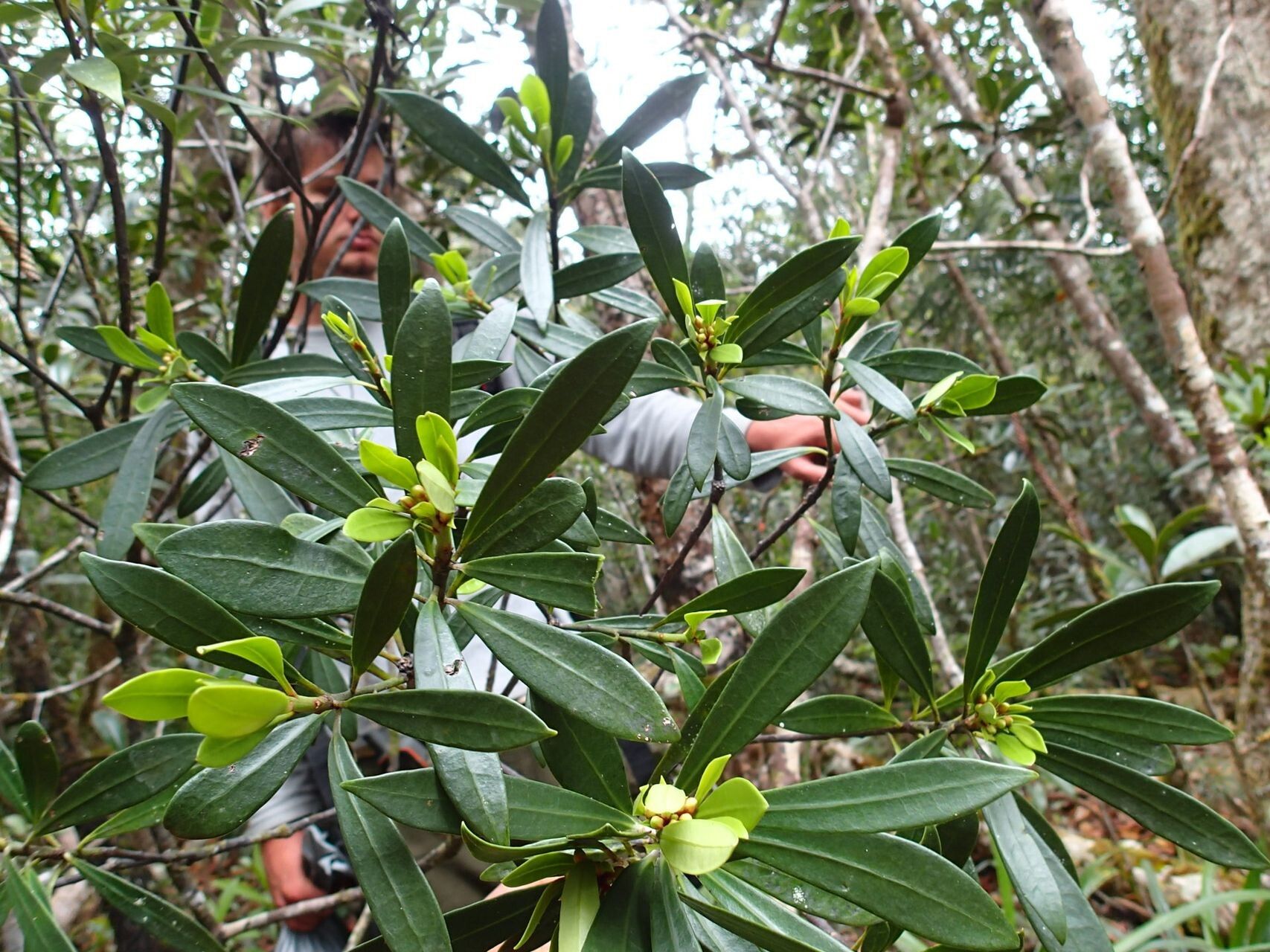 Baloghia buchholzii — related species from the same genus