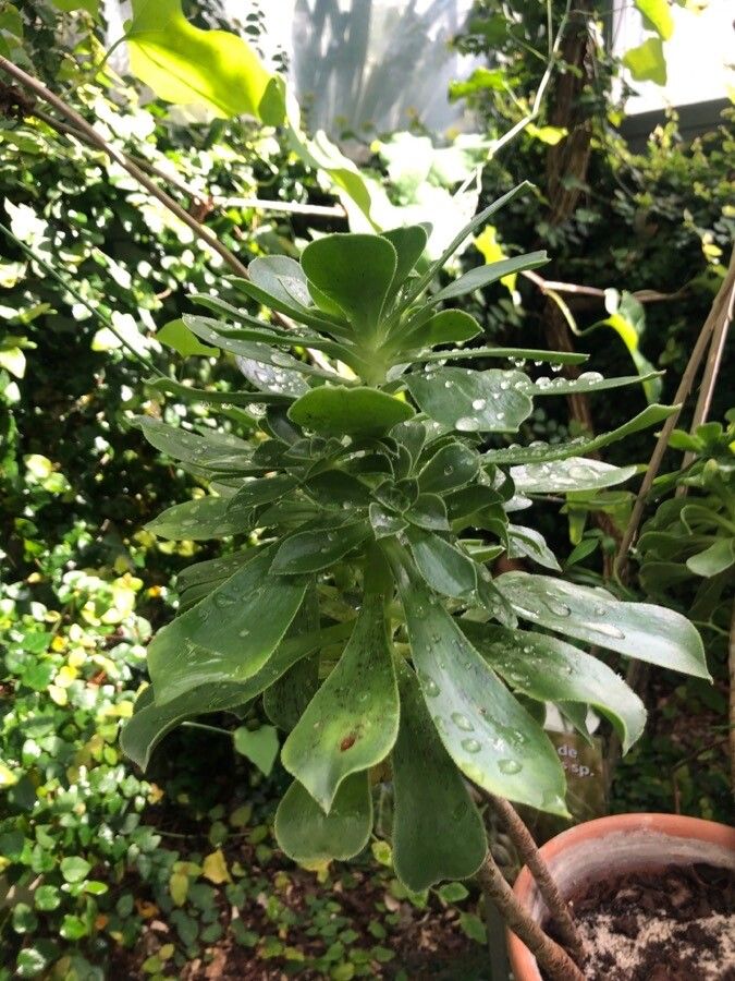 Aeonium percarneum — search result for 'Aeonium'