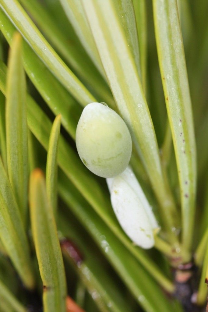 Podocarpus beecherae fruit