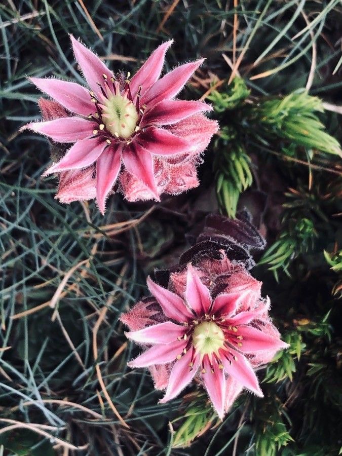 Sempervivum vicentei flower