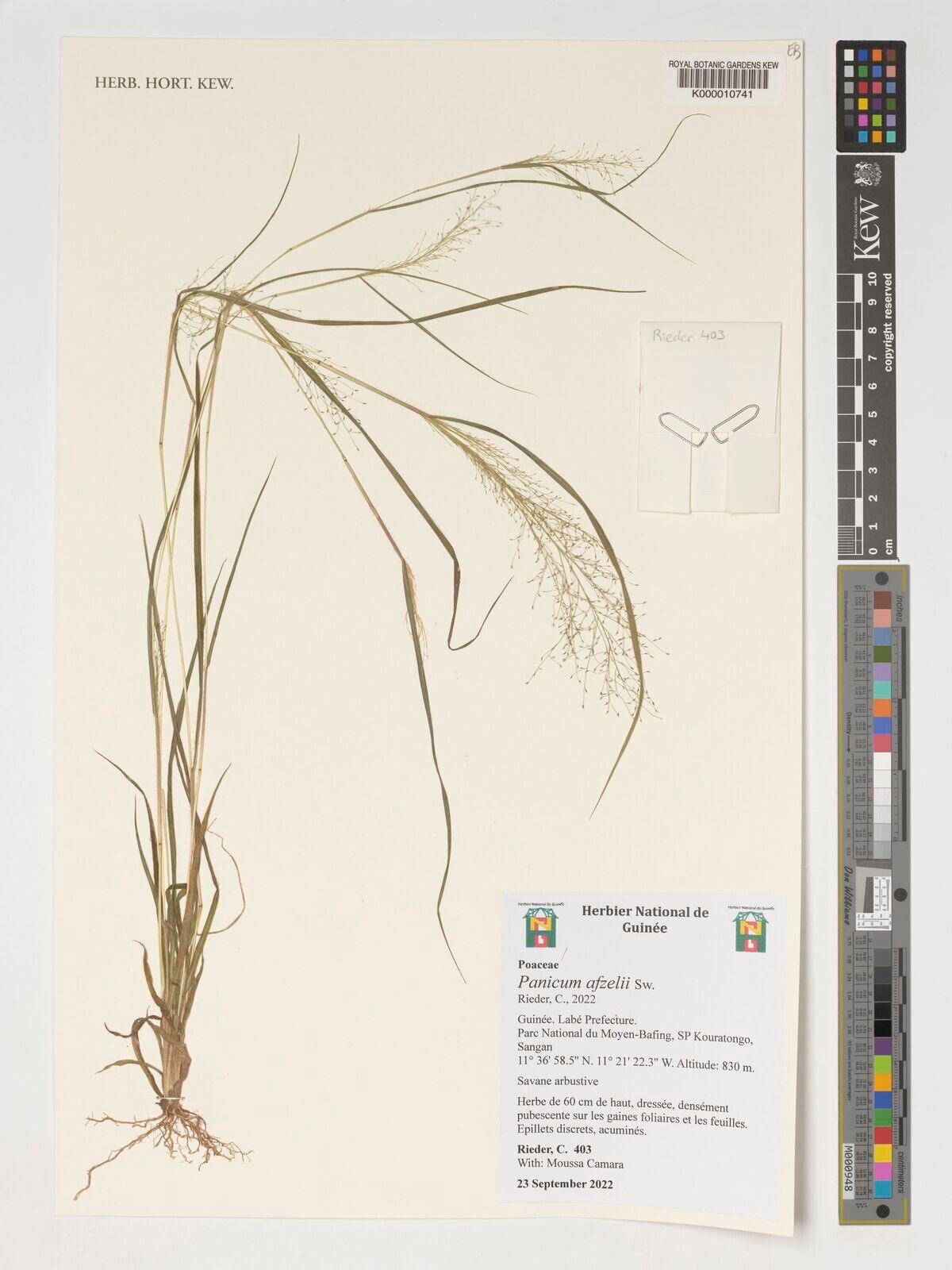 Panicum afzelii