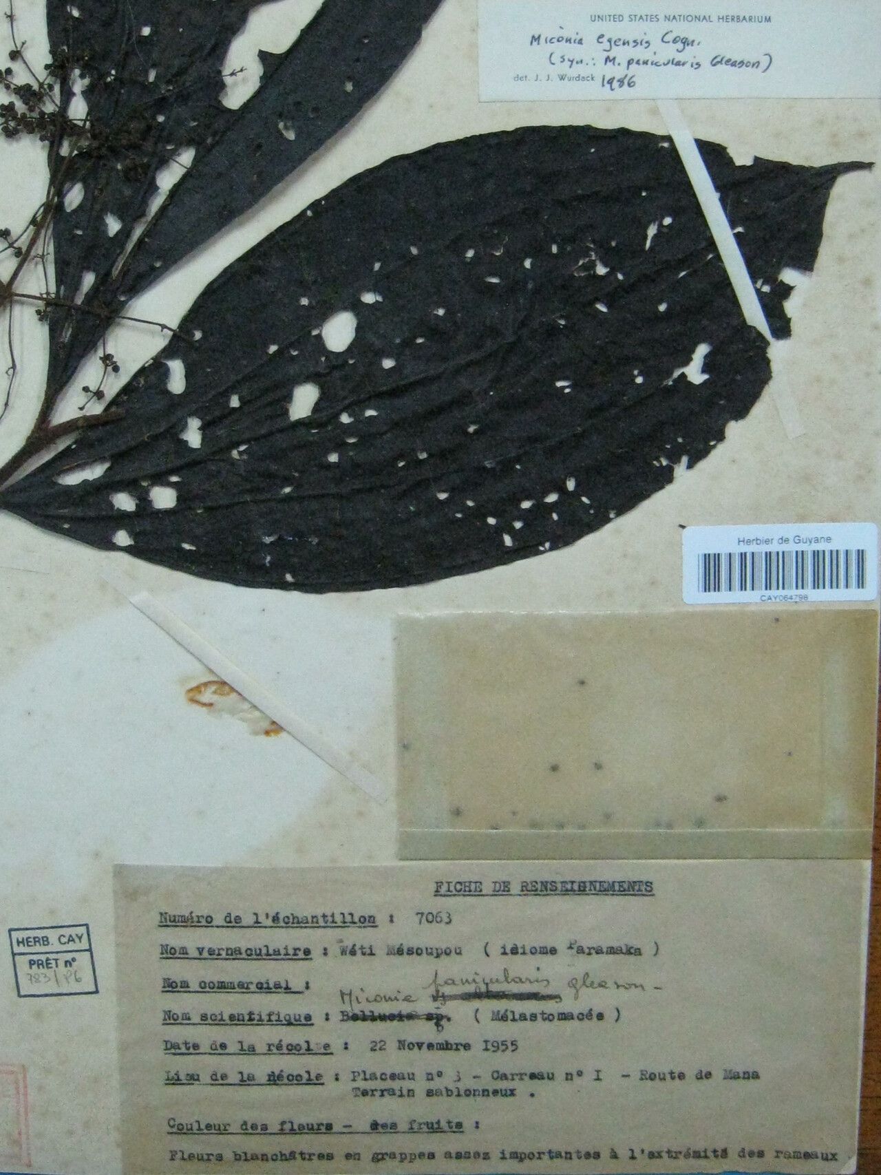 Miconia egensis other