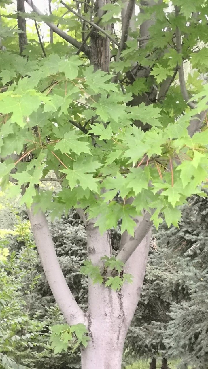 Acer × freemanii habit