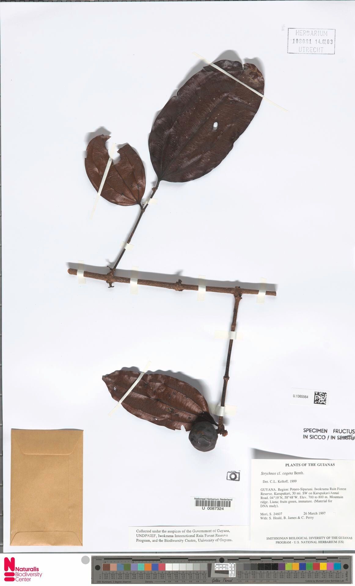 Strychnos cogens fruit