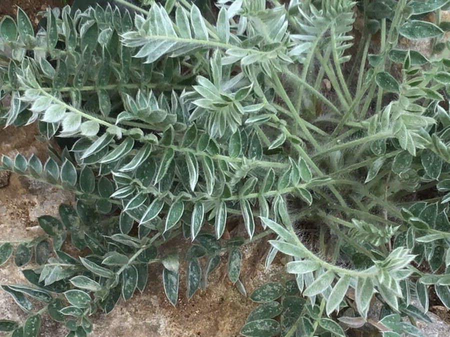 Oxytropis halleri — houseplant care guide