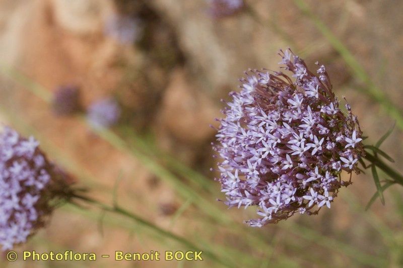 Feeria angustifolia flower
