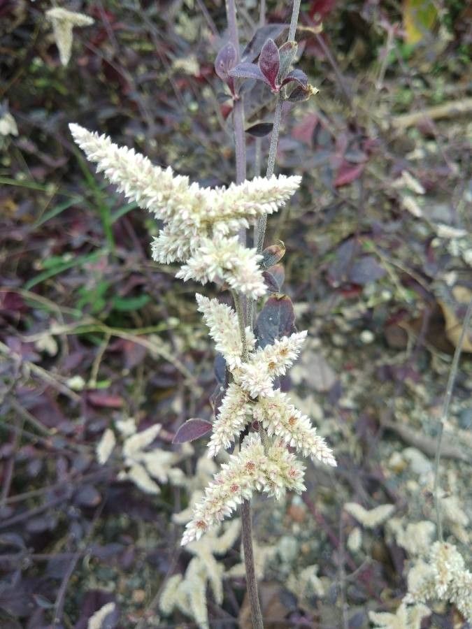 Aerva sanguinolenta — related species from the same genus