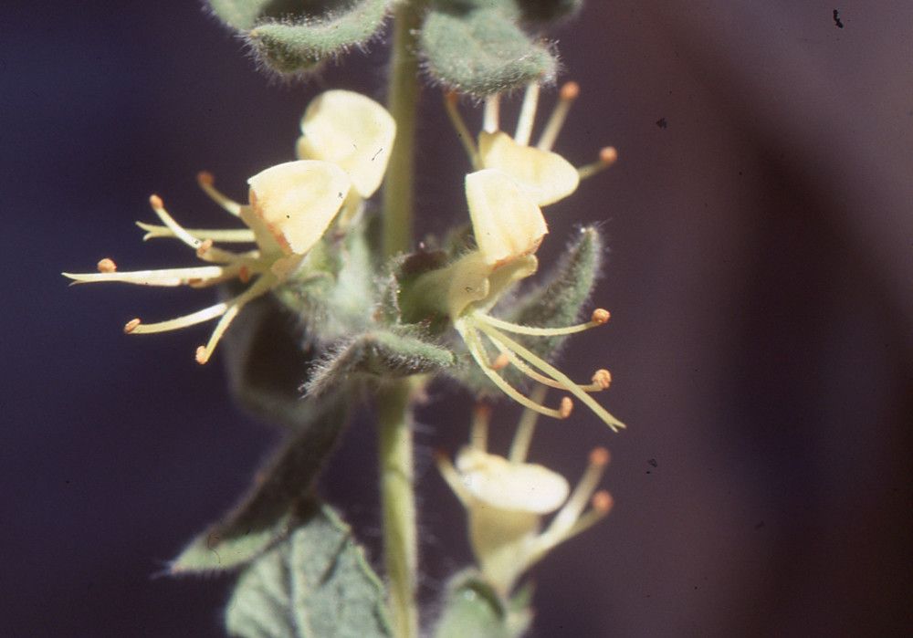 Teucrium resupinatum — search result for 'Teucrium'
