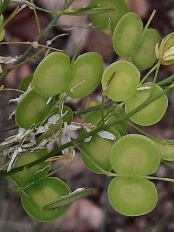 Biscutella laevigata fruit