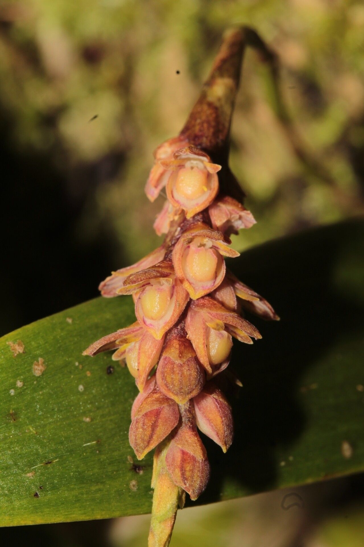 Bulbophyllum pendulum — houseplant care guide