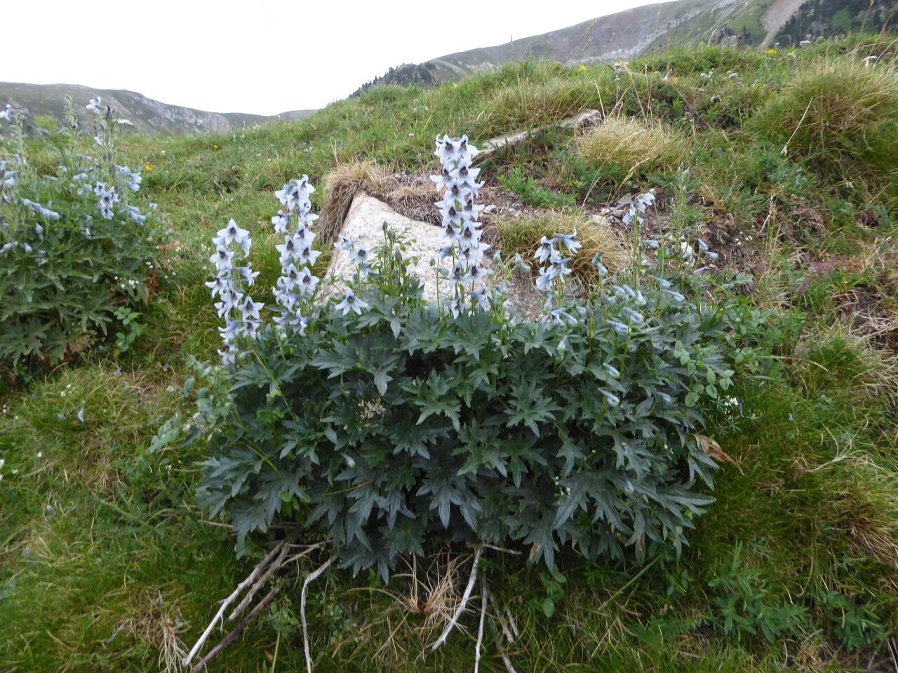 Delphinium montanum habit