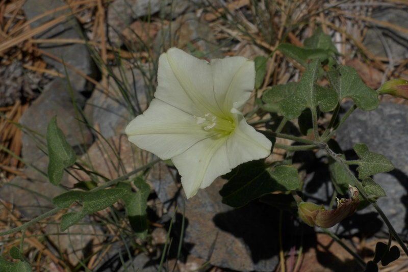 Calystegia occidentalis habit