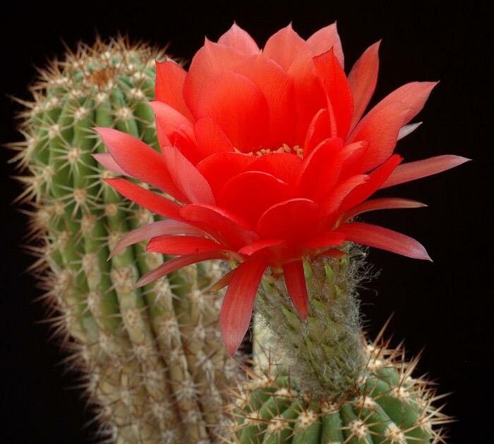 Soehrensia grandiflora flower