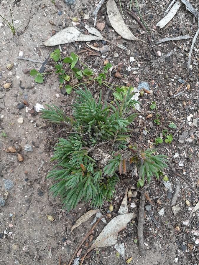 Chenopodium desertorum — search result for 'Chenopodium'