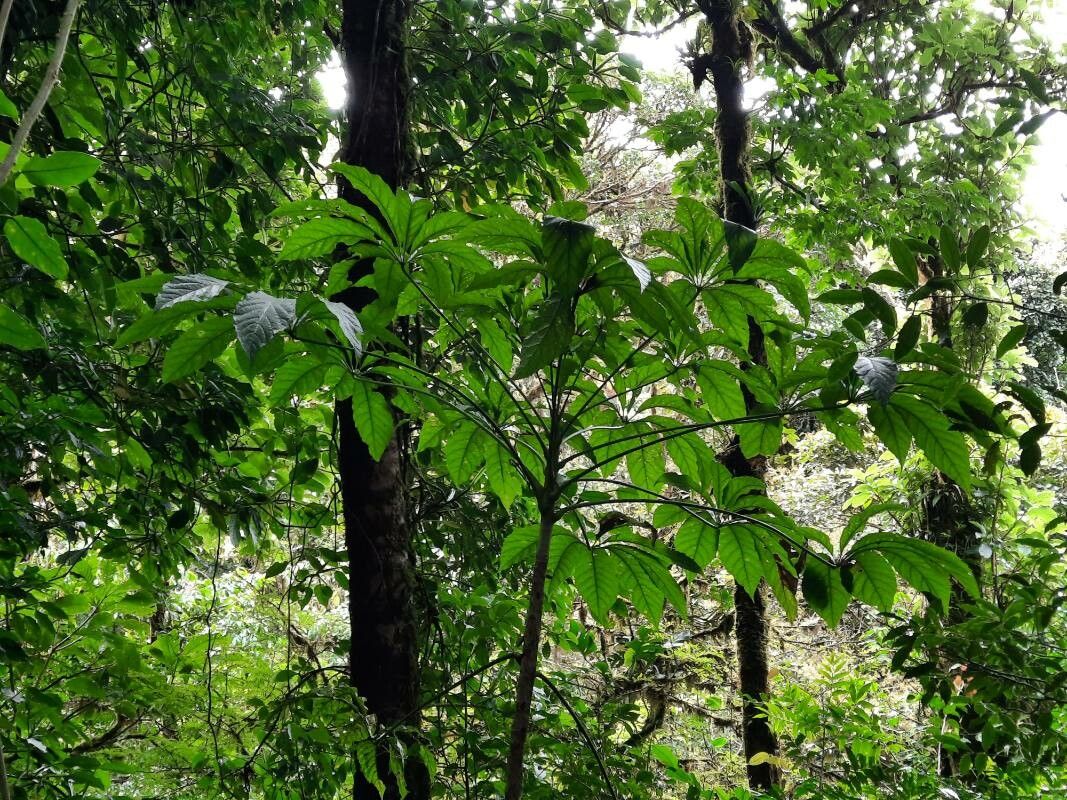 Oreopanax xalapensis — houseplant care guide