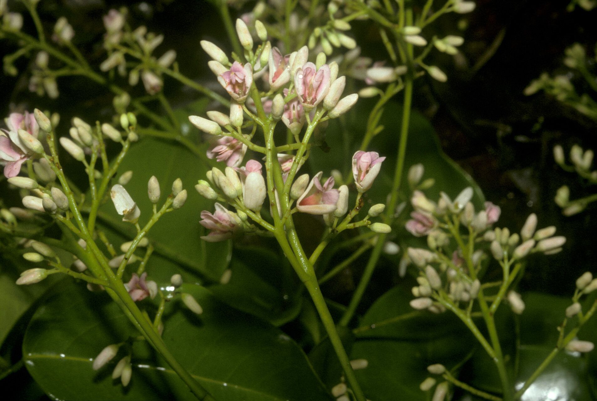 Dipteryx oleifera flower