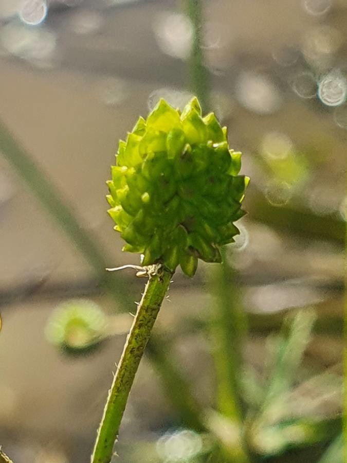 Ranunculus multifidus fruit