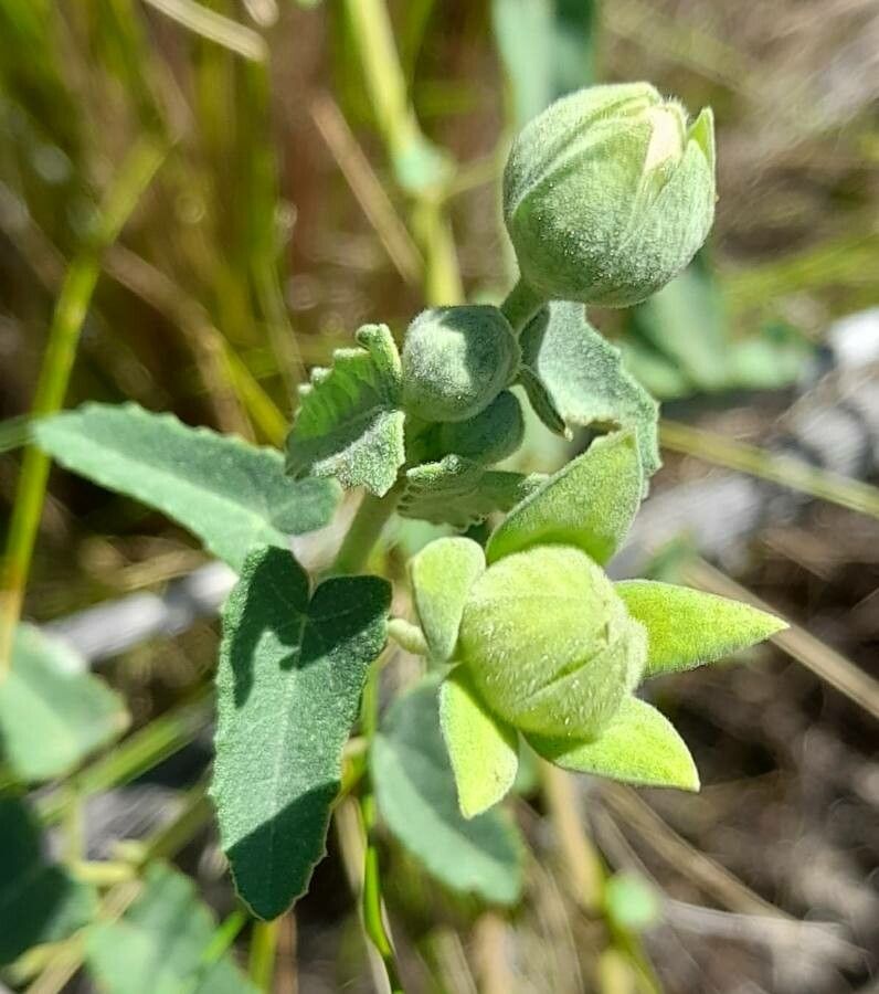 Pavonia aurigloba other