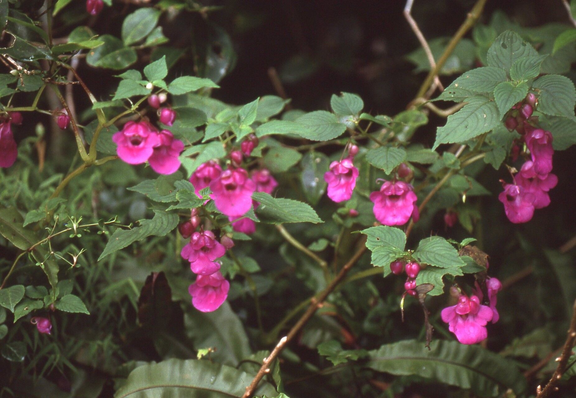 Impatiens floretii habit