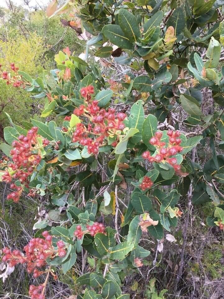 Angophora hispida — search result for 'Eucalyptus'