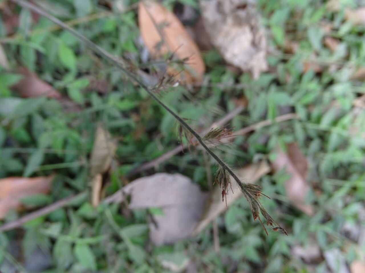 Oplismenus burmannii flower