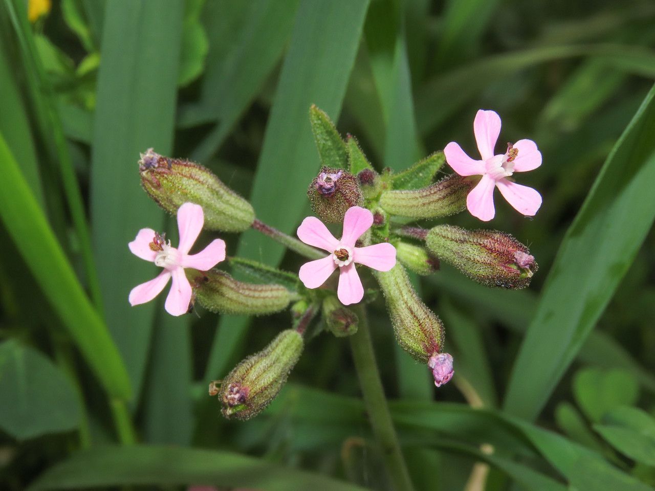 Silene fuscata flower