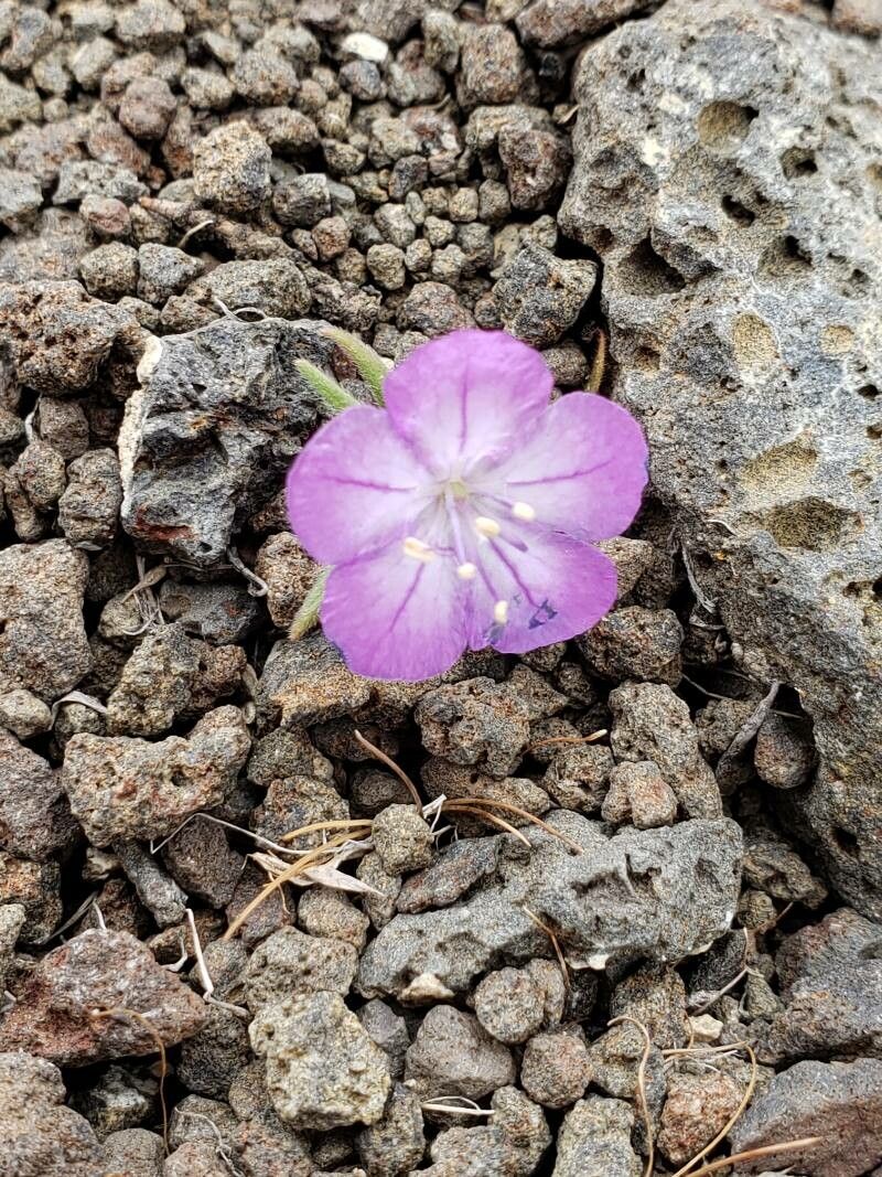 Phacelia linearis flower