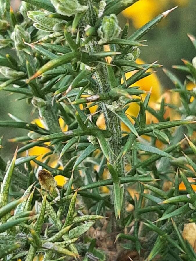 Ulex europaeus leaf