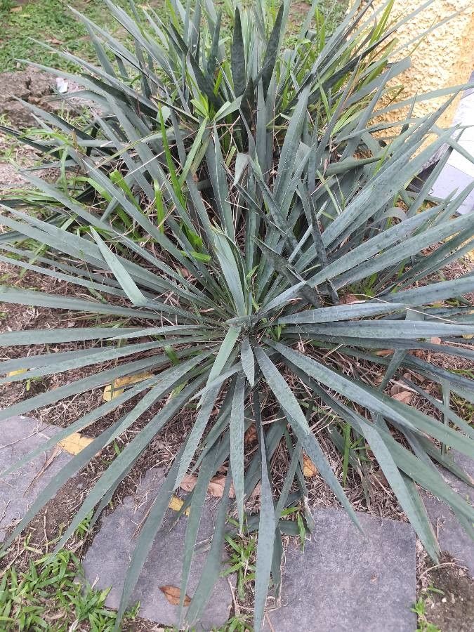 Yucca arkansana leaf