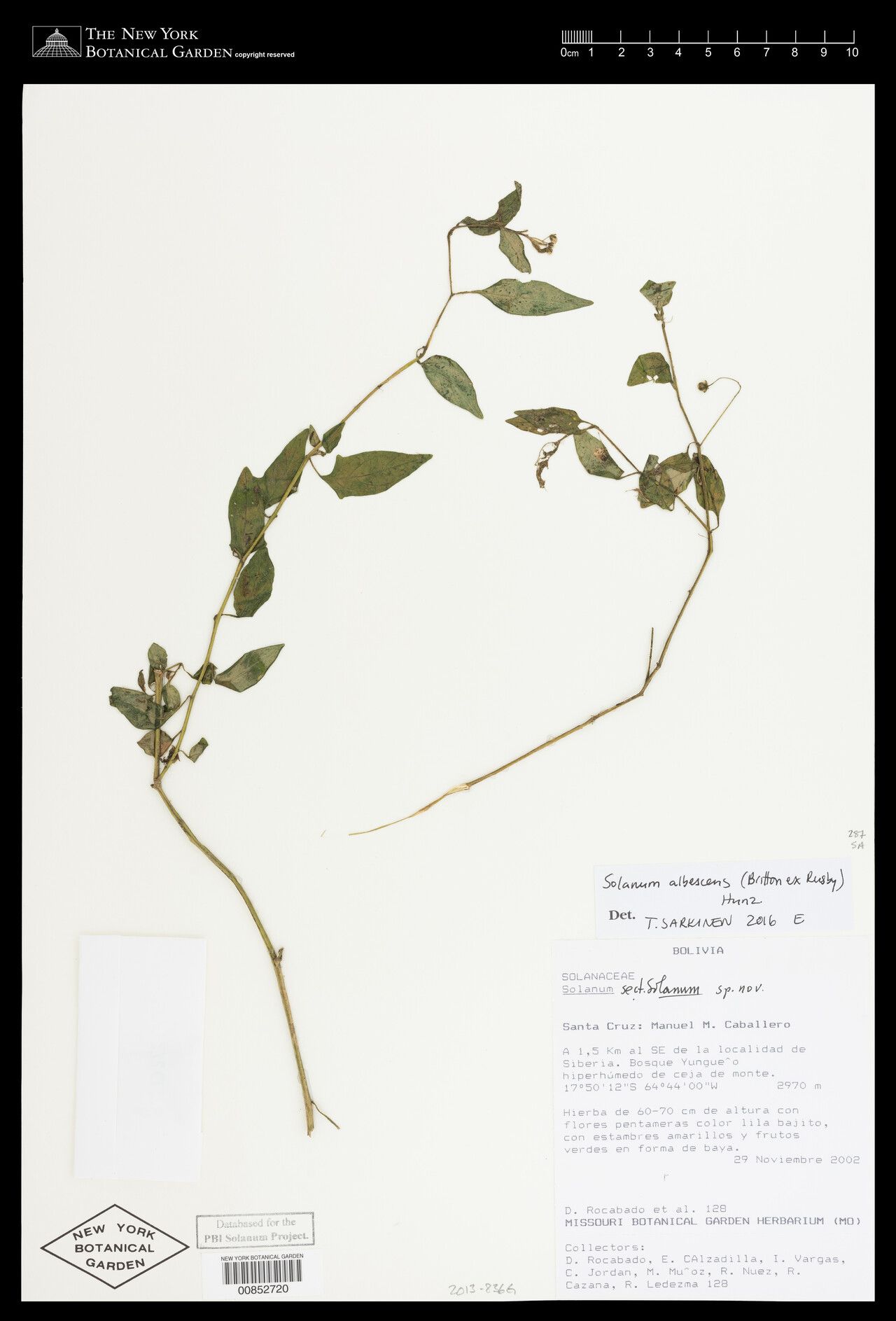 Solanum albescens — houseplant care guide